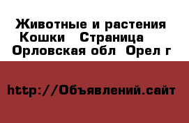 Животные и растения Кошки - Страница 2 . Орловская обл.,Орел г.